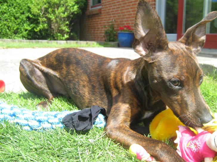 Blanding af racer Danni billede 12