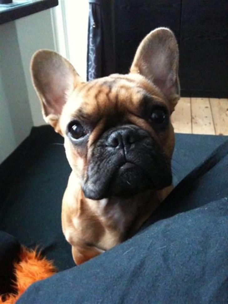 Fransk bulldog Diva - Hej Mor. Hva laver duuu? billede 16