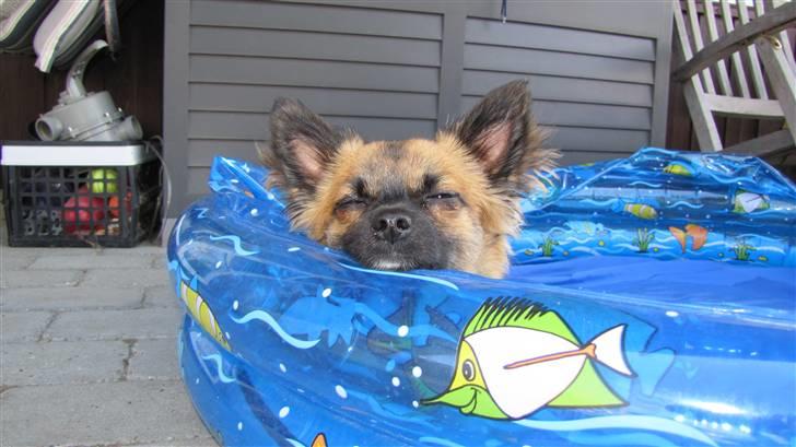 Chihuahua Maddog billede 6