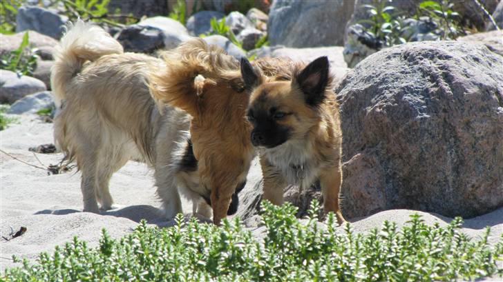 Chihuahua Maddog billede 7