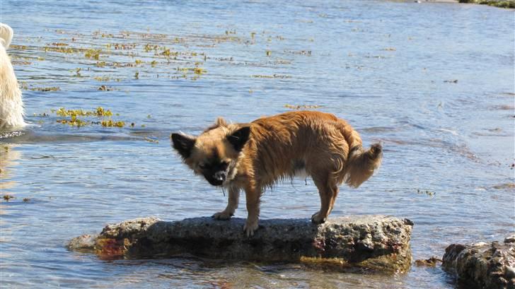 Chihuahua Maddog billede 8