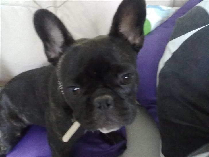 Fransk bulldog trille billede 10