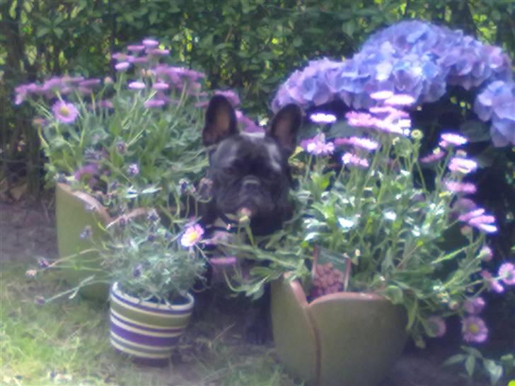 Fransk bulldog trille billede 11