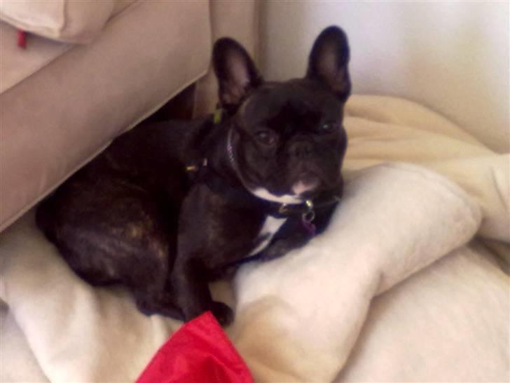 Fransk bulldog trille billede 12