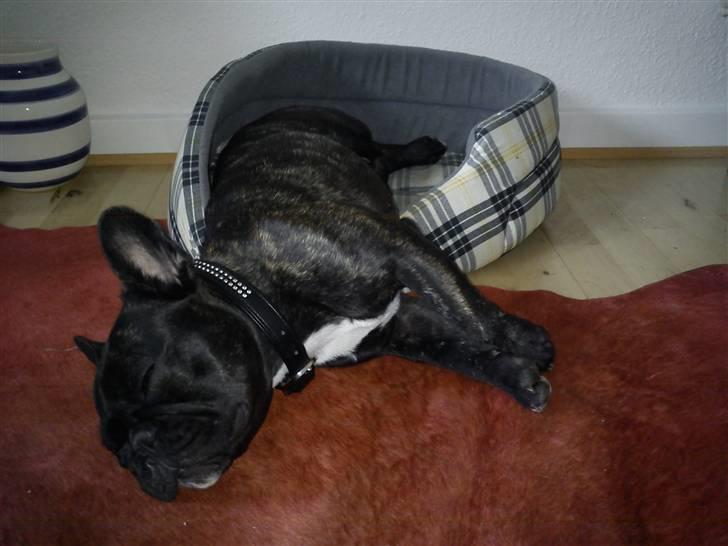 Fransk bulldog trille billede 13