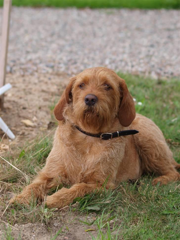 Basset fauve de bretagne Fendi billede 15