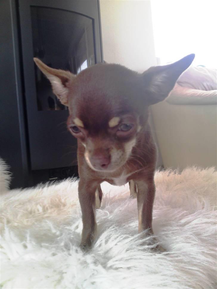 Chihuahua Kisha billede 4