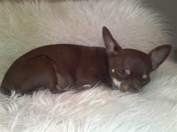 Chihuahua Kisha billede 5