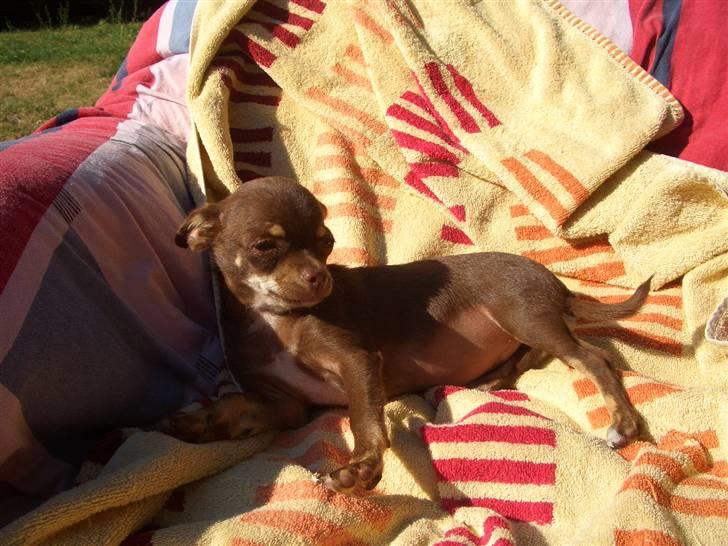 Chihuahua Kisha billede 6