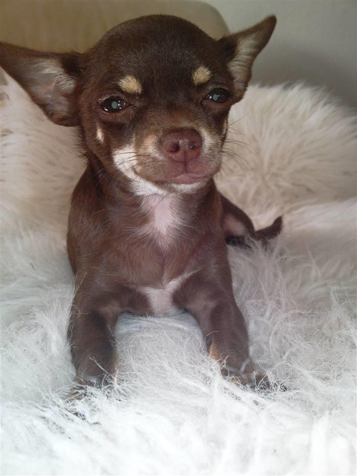 Chihuahua Kisha billede 7