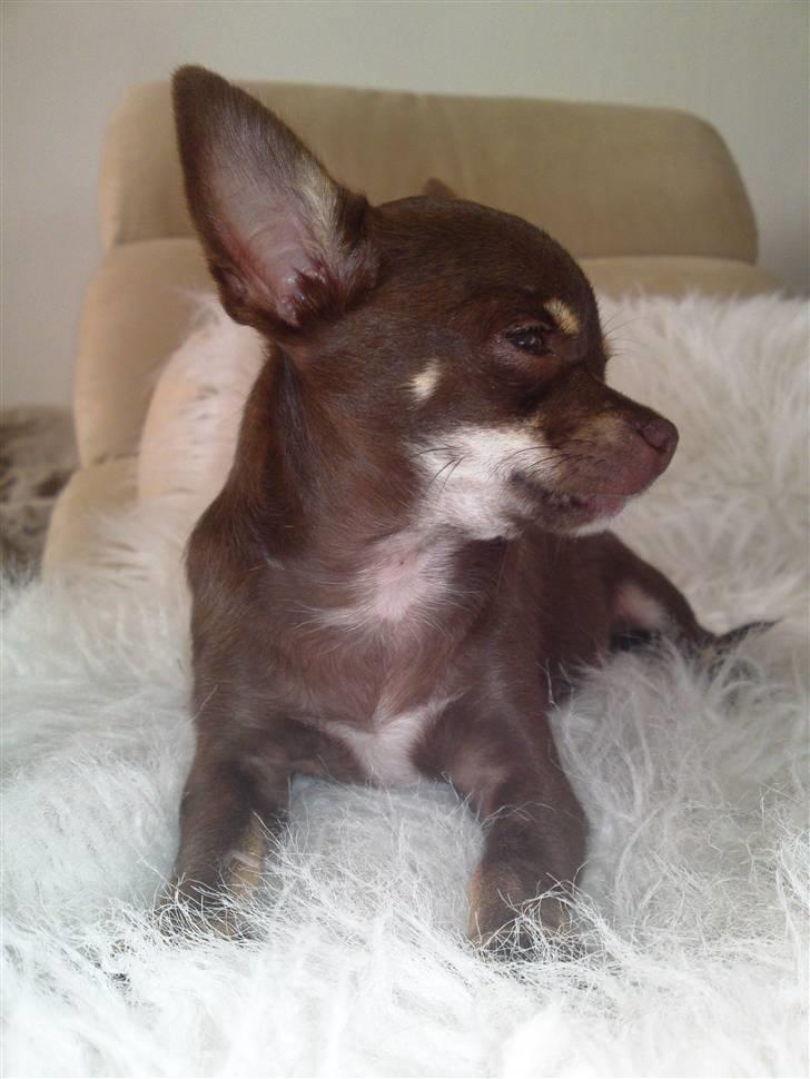 Chihuahua Kisha billede 8