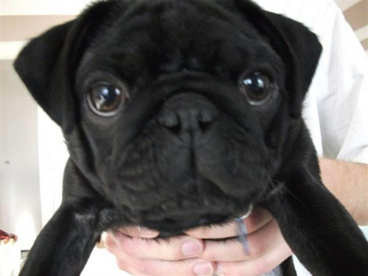 Mops Champ billede 1