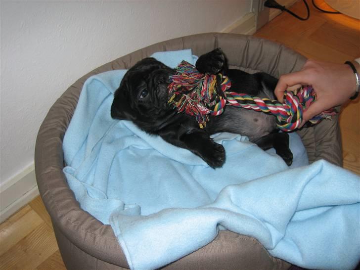 Mops Champ - Mere lege lege billede 3