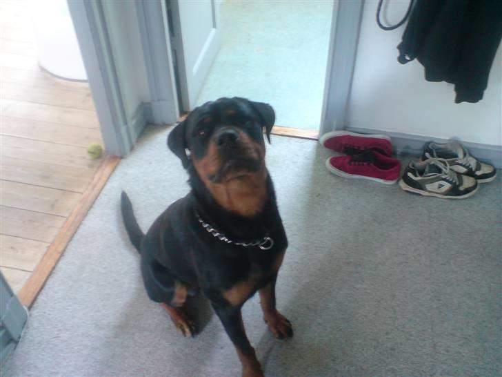 Rottweiler Buller billede 1