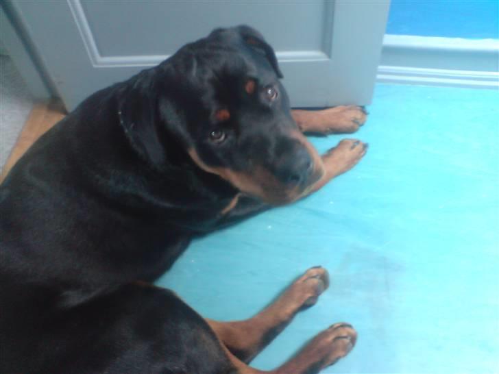 Rottweiler Buller billede 2