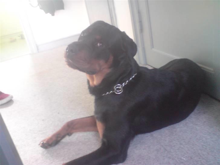 Rottweiler Buller billede 3
