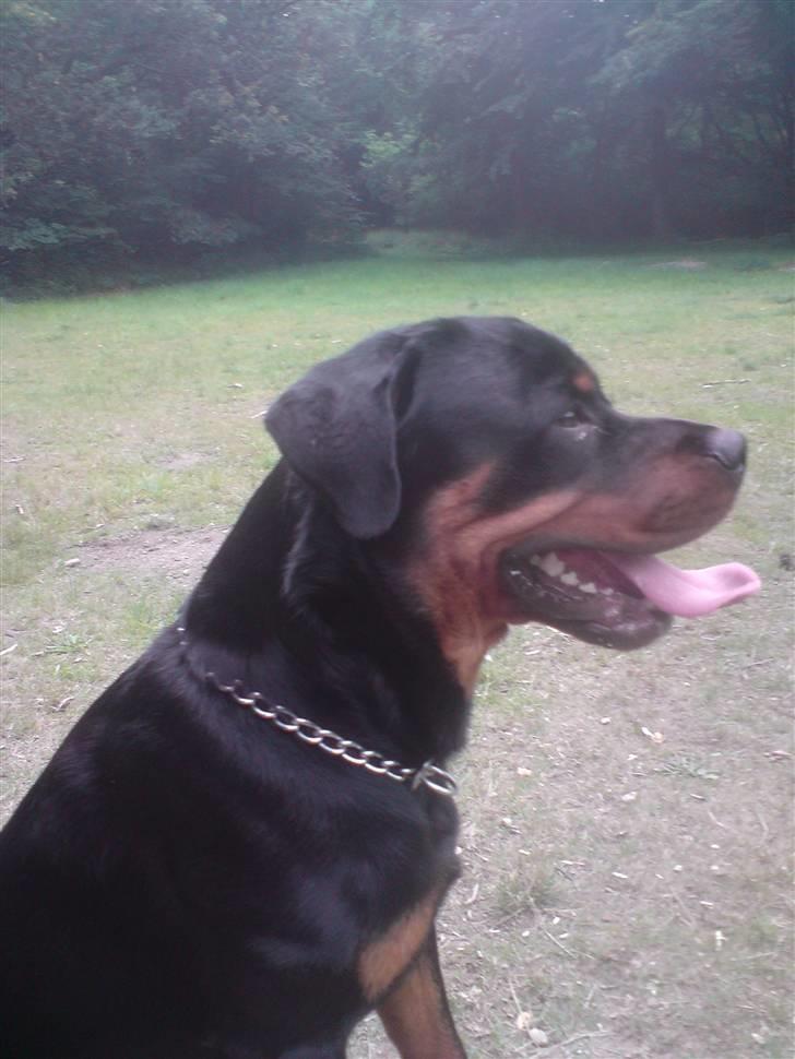 Rottweiler Buller billede 4