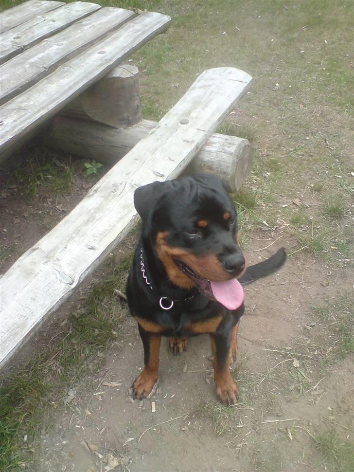 Rottweiler Buller billede 5