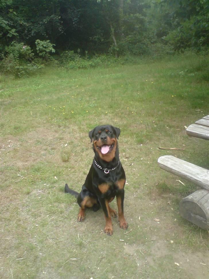 Rottweiler Buller billede 6