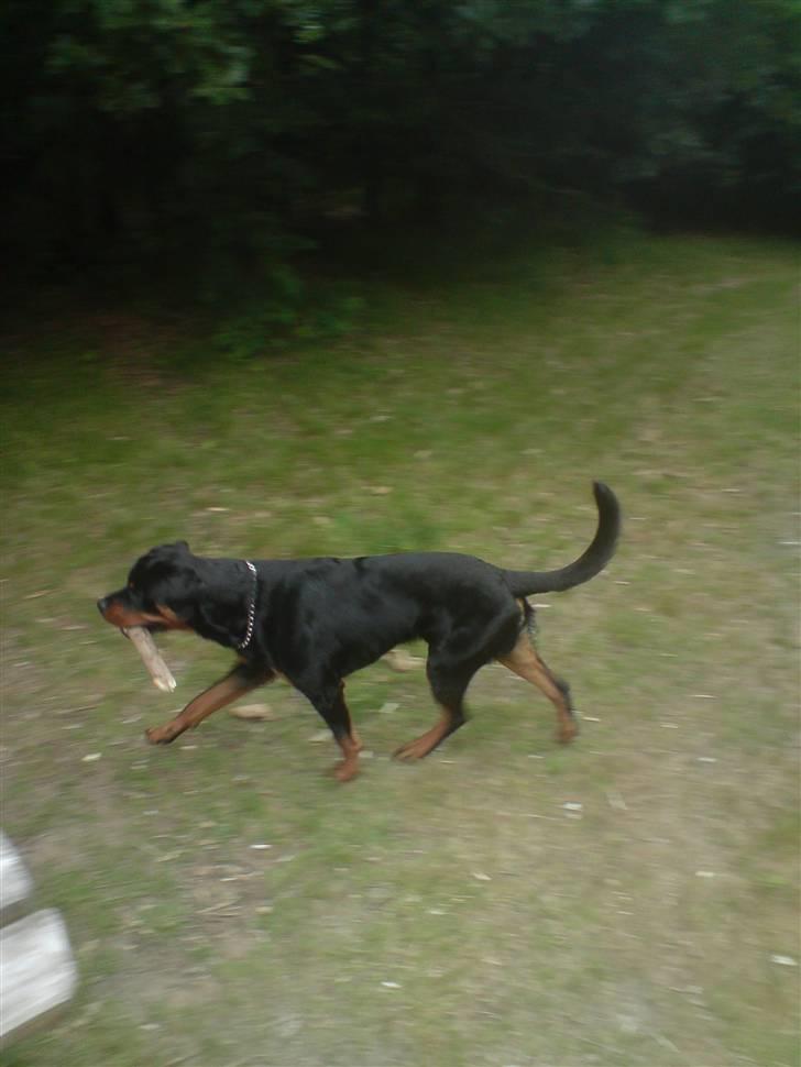 Rottweiler Buller - har fundet mig en pind billede 7
