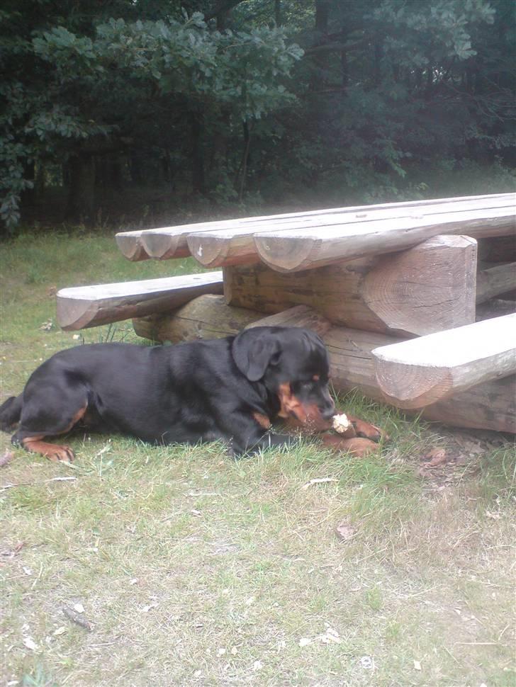 Rottweiler Buller - nu godt med en dejlig pind :) billede 8