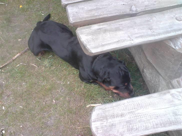 Rottweiler Buller billede 9