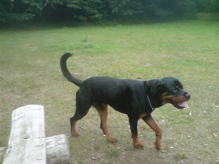 Rottweiler Buller billede 10