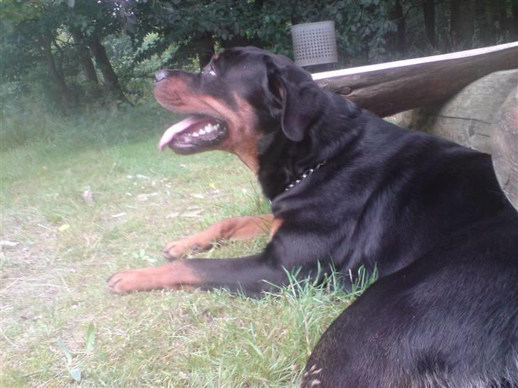 Rottweiler Buller billede 11