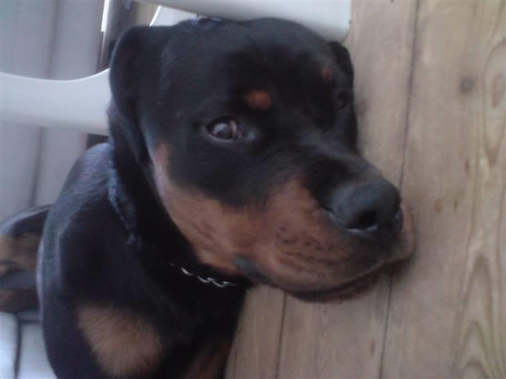 Rottweiler Buller - ligger lige og slapper af :) billede 12