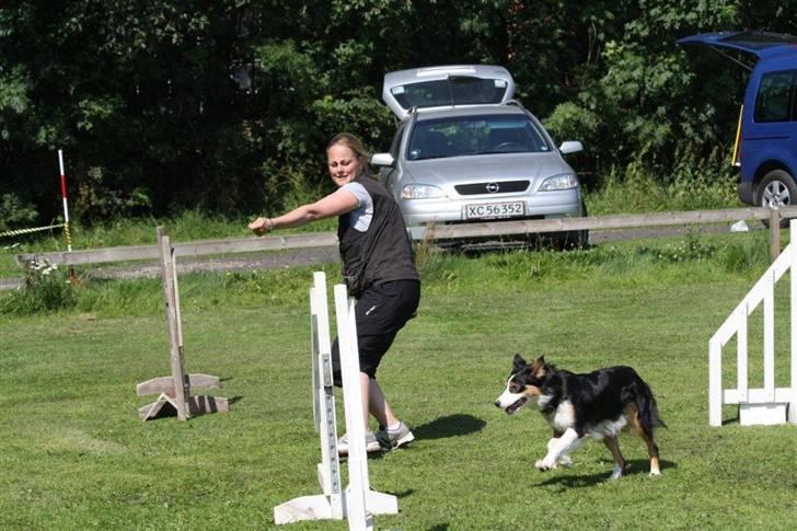 Border collie Fay *13.12.2008 - 4.12.2018* billede 18