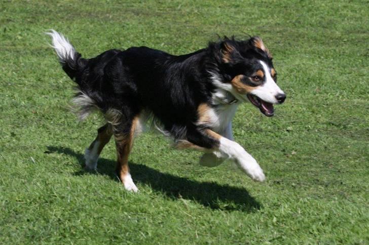 Border collie Fay *13.12.2008 - 4.12.2018* billede 19