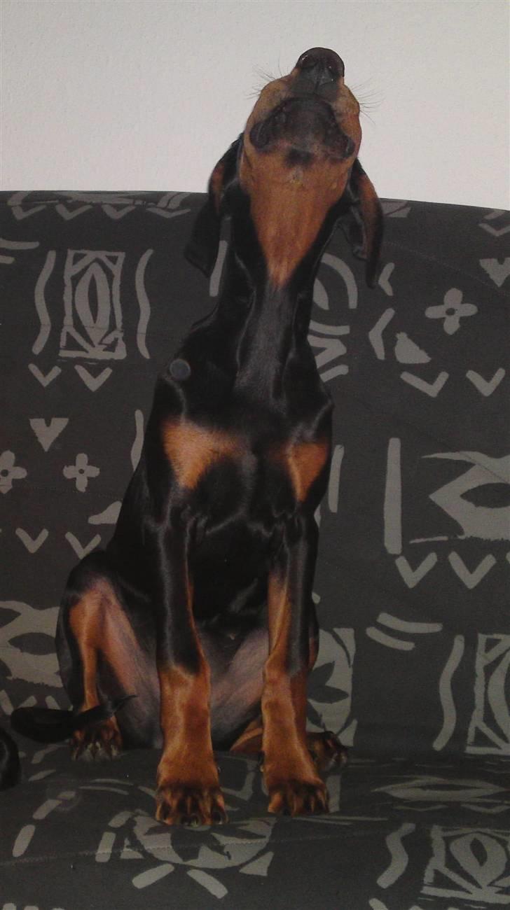 Dobermann Star Anakin's Space Traveller Laika - Se mor, jeg er en ulv nu.. billede 10