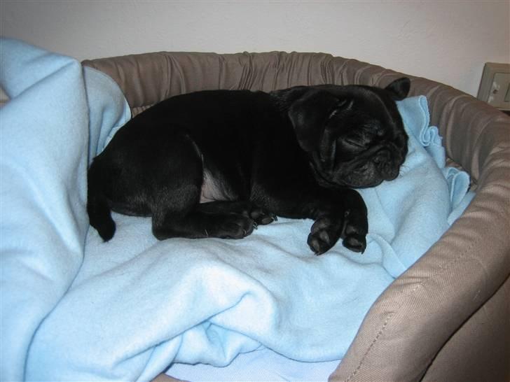 Mops Champ - Men puha det er hårdt at lege. Zzz. . .  billede 4