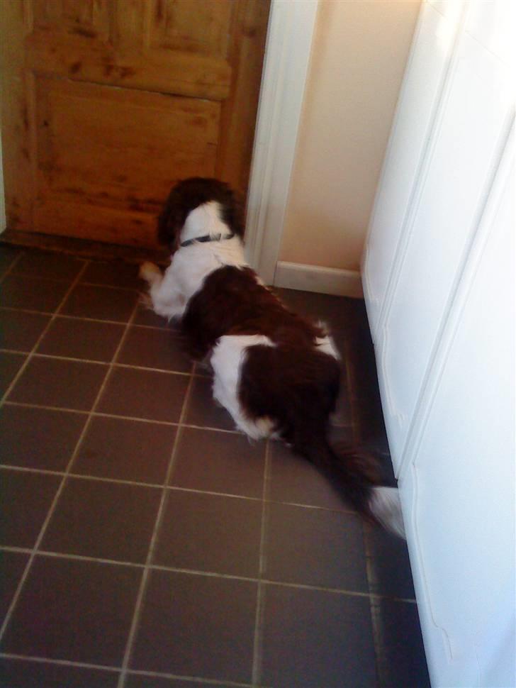 Engelsk springer spaniel Rollo - (Rollo) Jeg vil ud!!!
(Julie) Haha:) billede 2