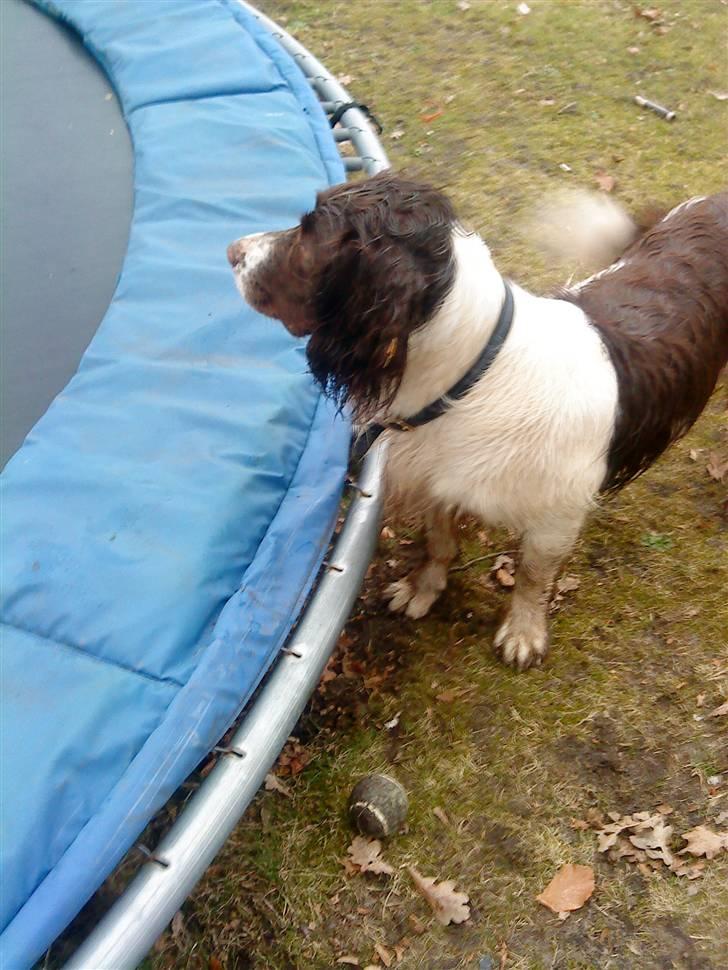 Engelsk springer spaniel Rollo - (Rollo) Elsker vand og trampolin:) billede 4