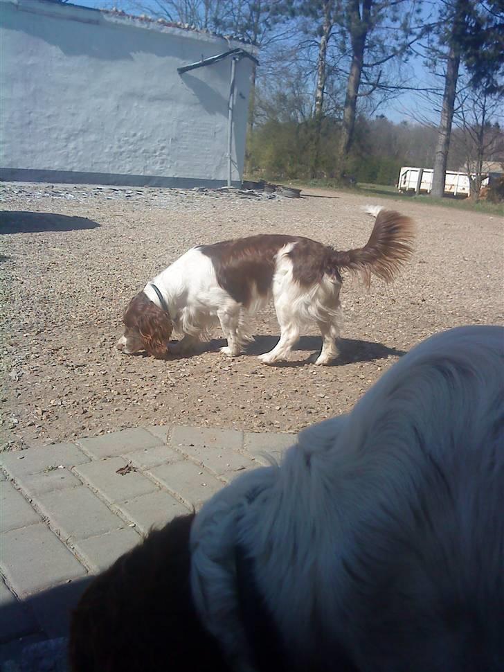 Engelsk springer spaniel Rollo billede 5