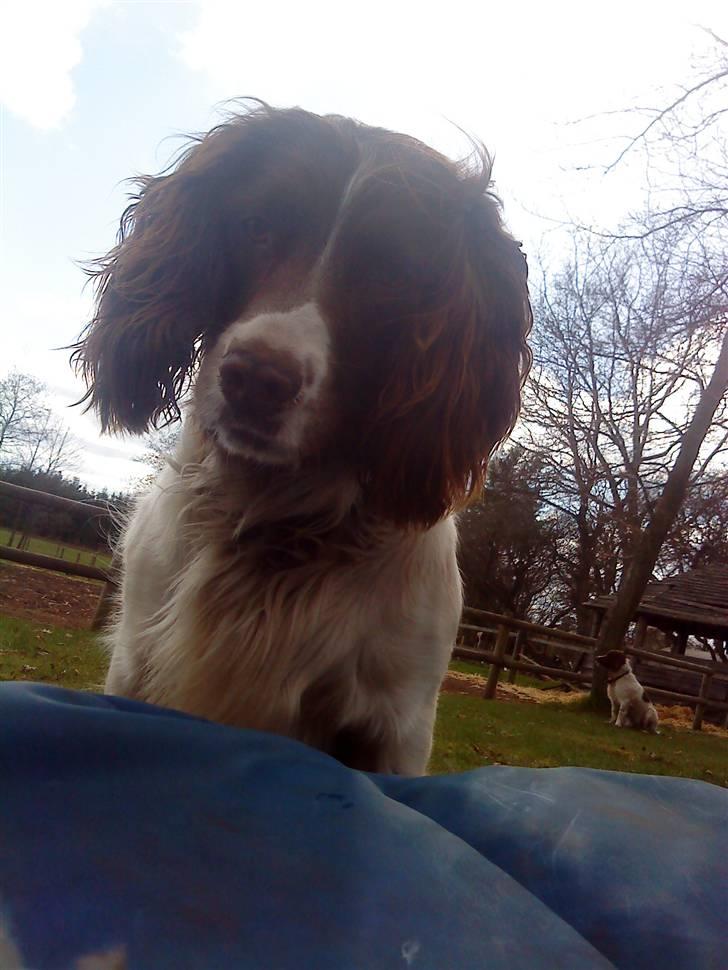 Engelsk springer spaniel Rollo billede 6
