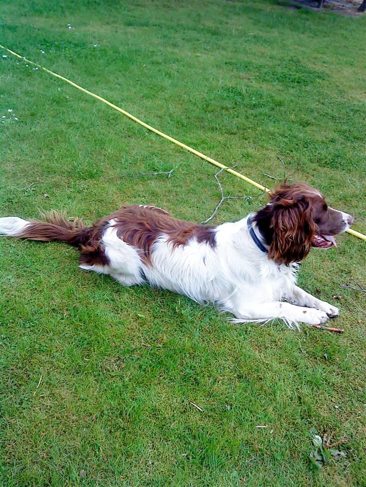 Engelsk springer spaniel Rollo billede 7