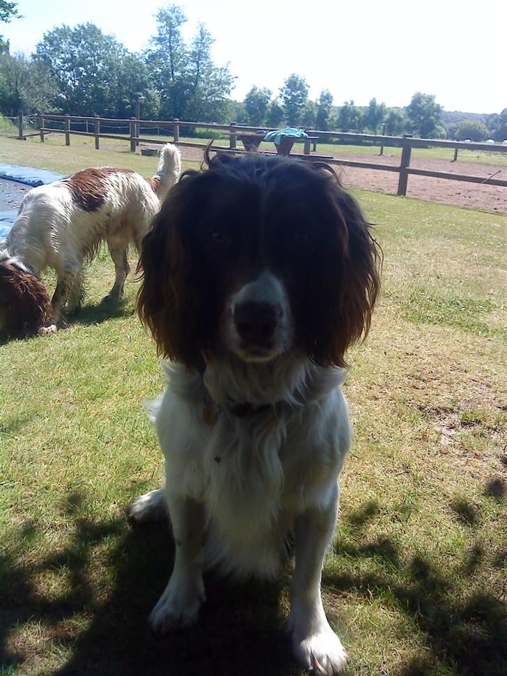 Engelsk springer spaniel Rollo billede 8