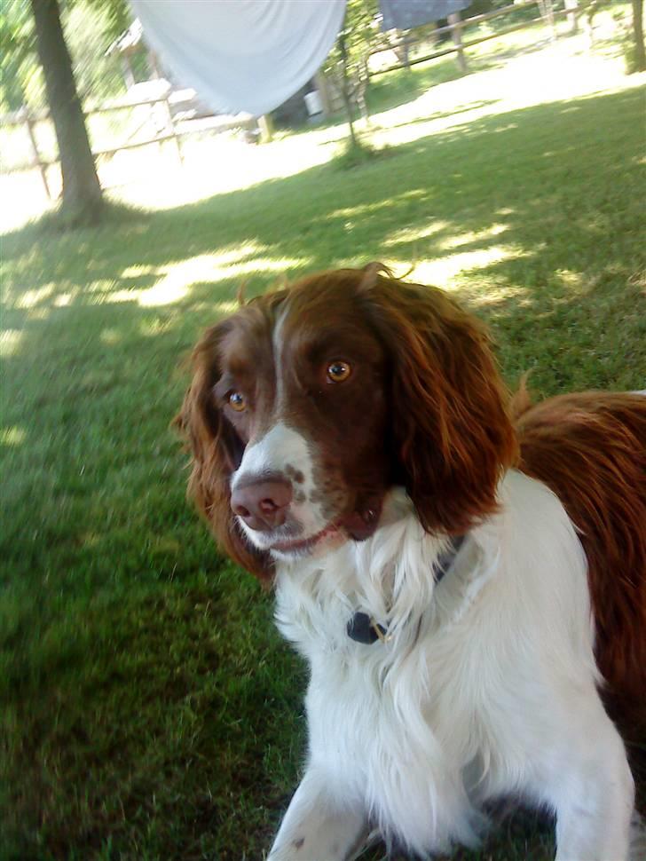 Engelsk springer spaniel Rollo billede 9