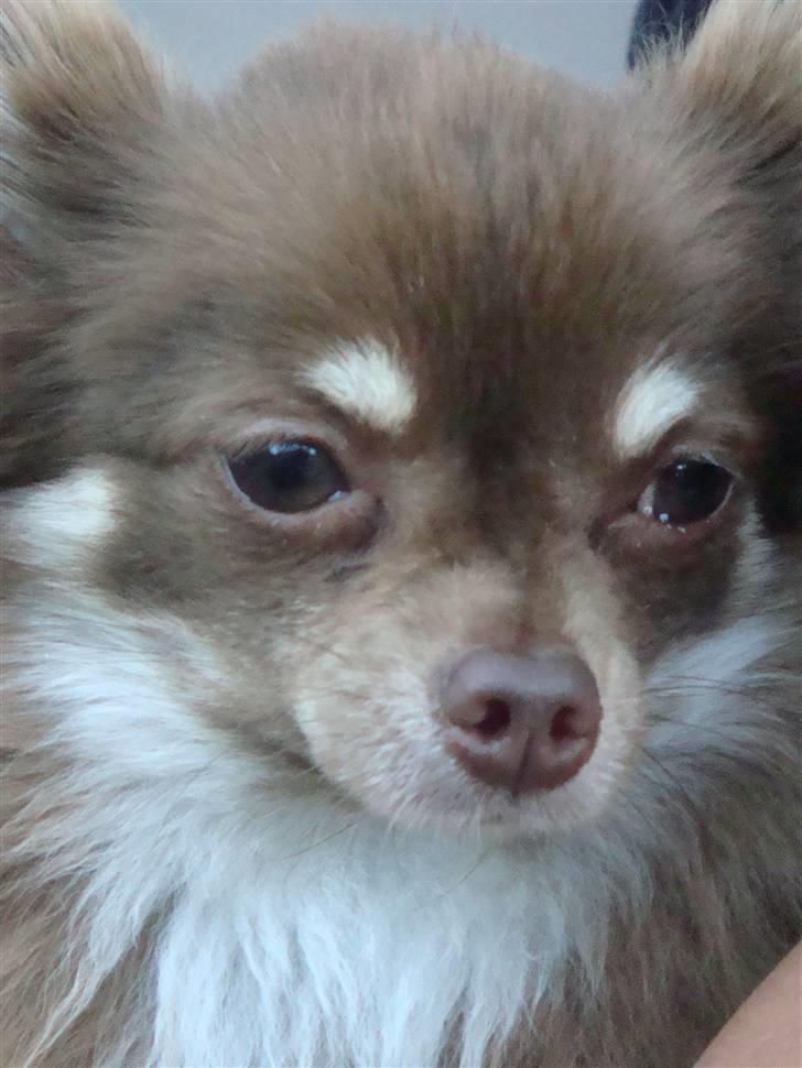 Chihuahua Chico billede 1