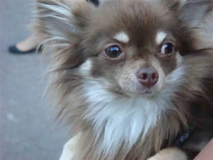 Chihuahua Chico billede 2