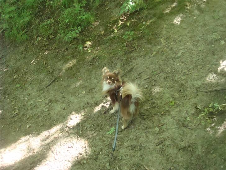 Chihuahua Chico billede 3