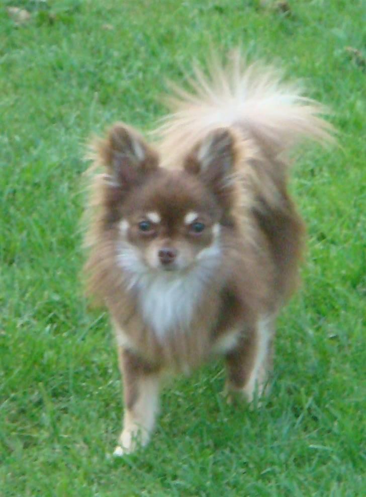 Chihuahua Chico billede 4