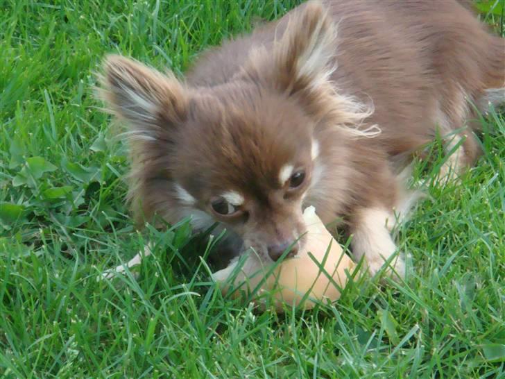 Chihuahua Chico billede 5