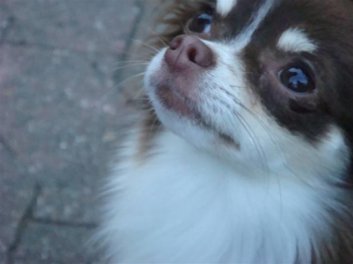 Chihuahua Tia billede 1