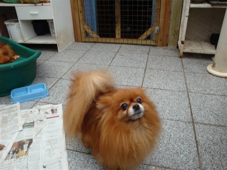 Pomeranian Topsys Rødtop - Rødtop...hun er da bare dejlig. billede 16