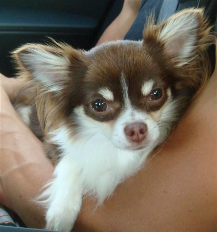 Chihuahua Tia billede 2