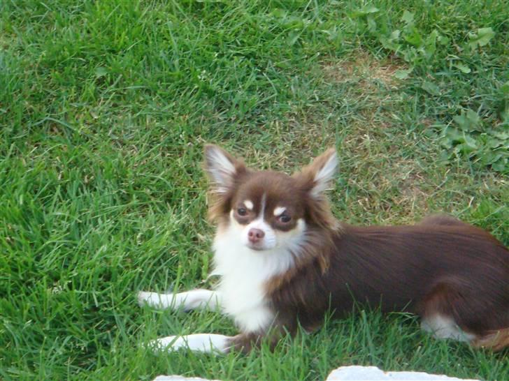 Chihuahua Tia billede 3