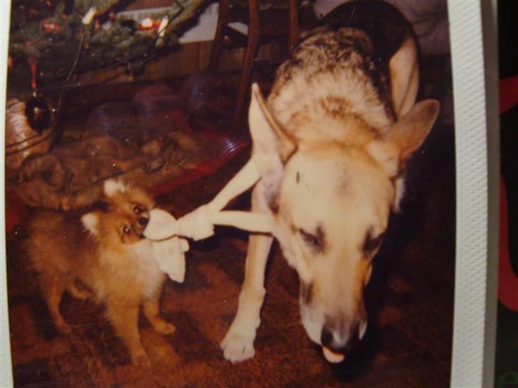 Pomeranian Topsys Rødtop - Rødtop og Otto...hun pakker ham ud! julen 2000....hendes første jul. billede 3